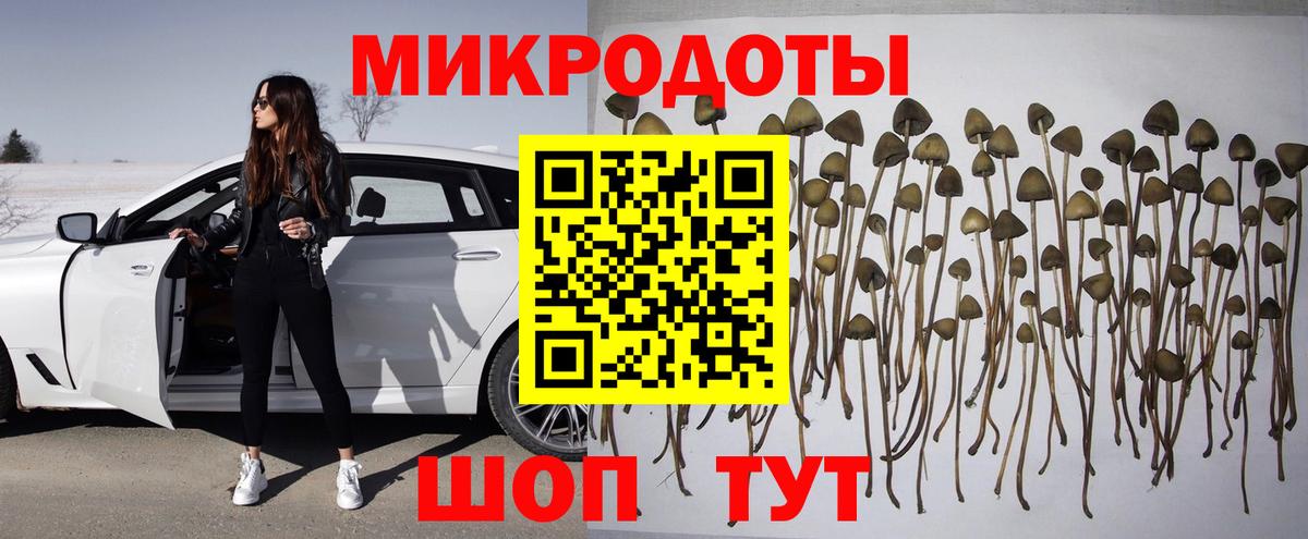Псилоцибиновые грибы Psilocybe Можайск